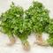 El manojo de cilantro se vende carísimo en Guadalajara; este es su increíble precio