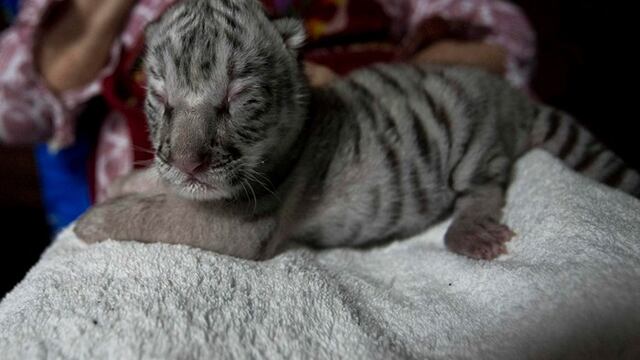 "Nieves" tigre blanco de bengala