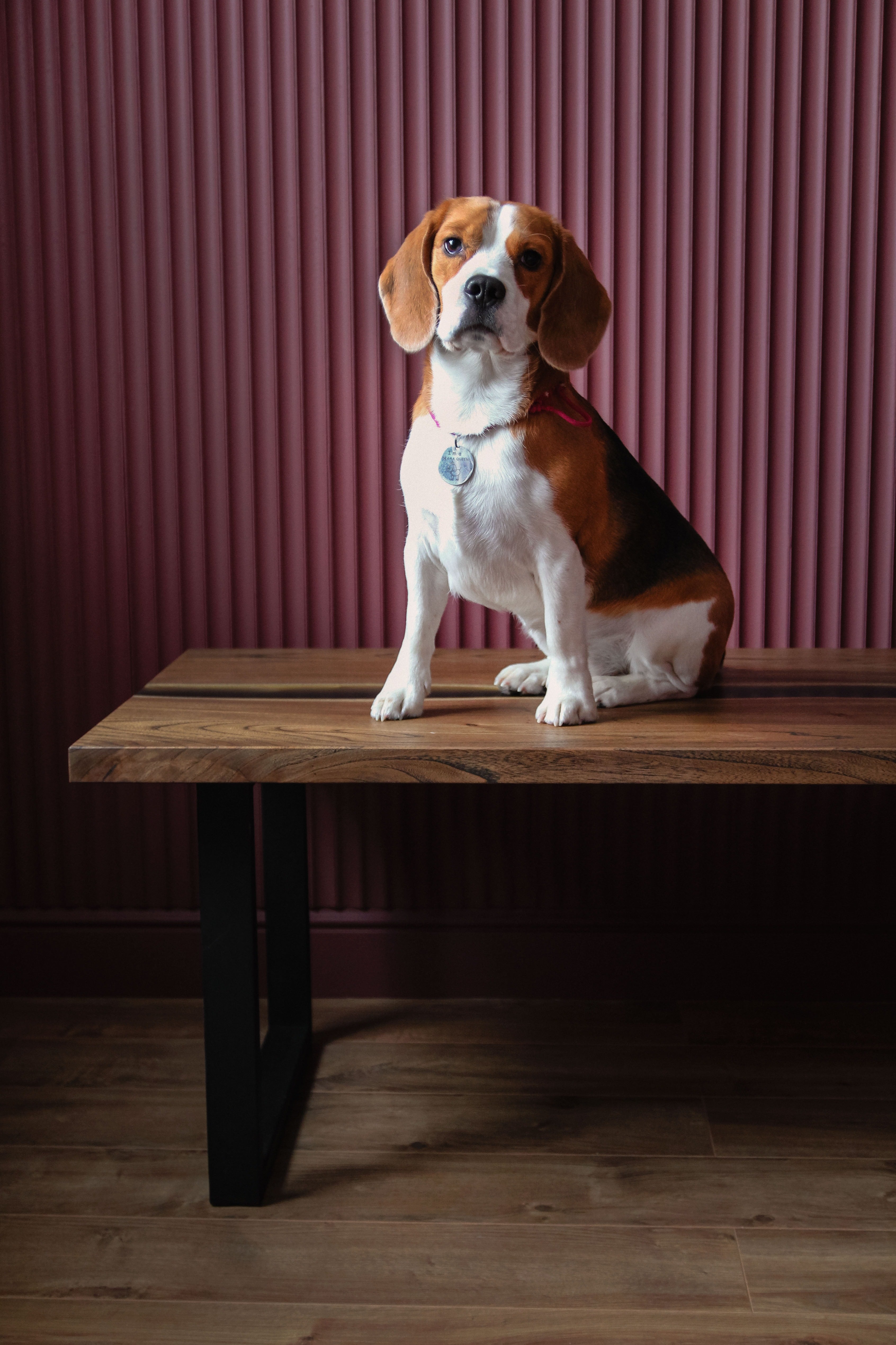 Snoopy es un perro de raza Beagle