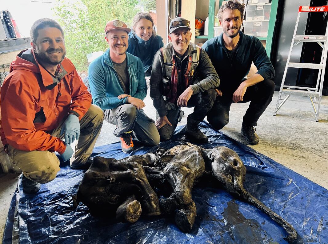 Mamut lanudo momificado