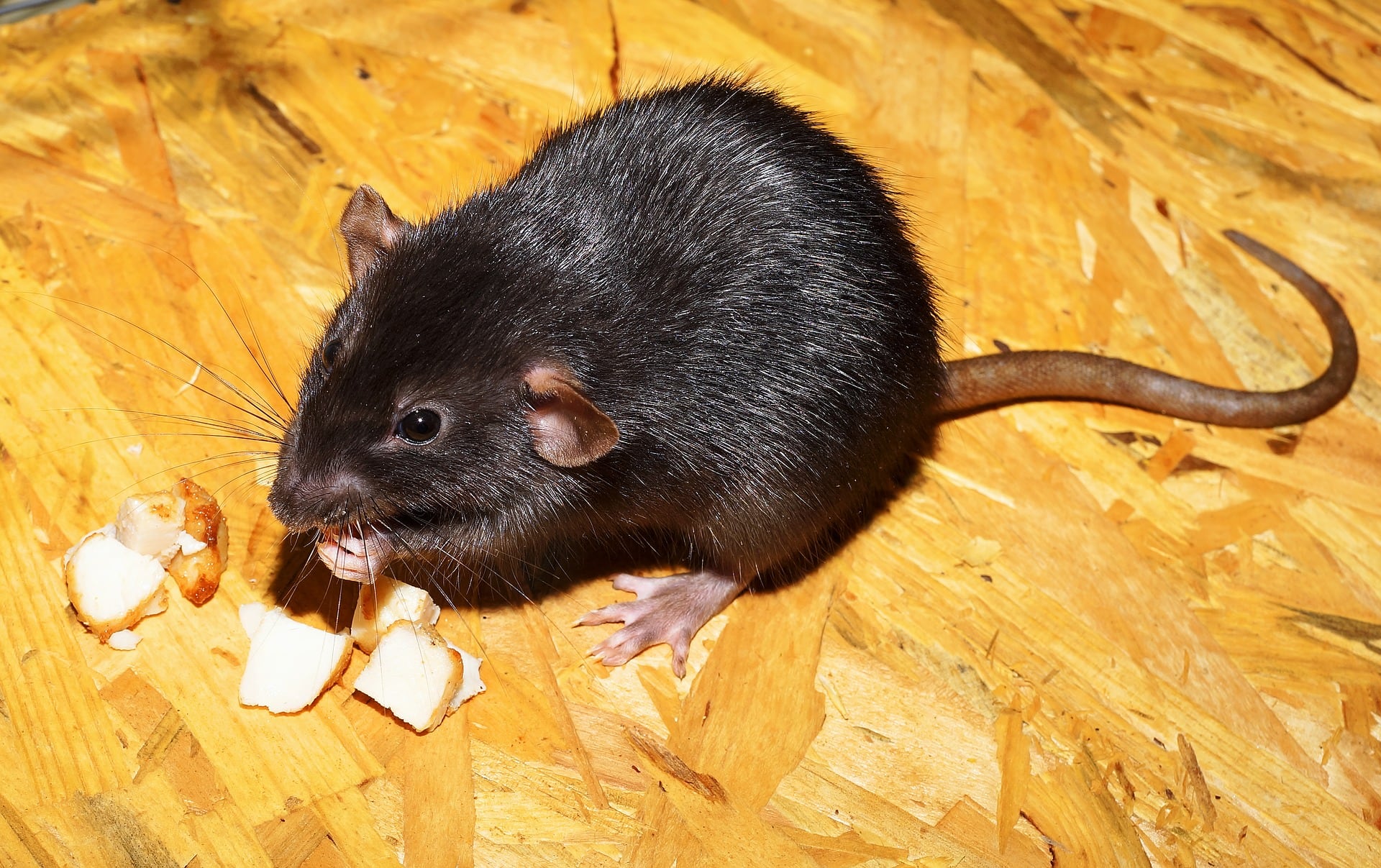 Rata Negra