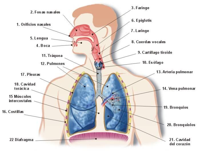 Aparato Respiratorio