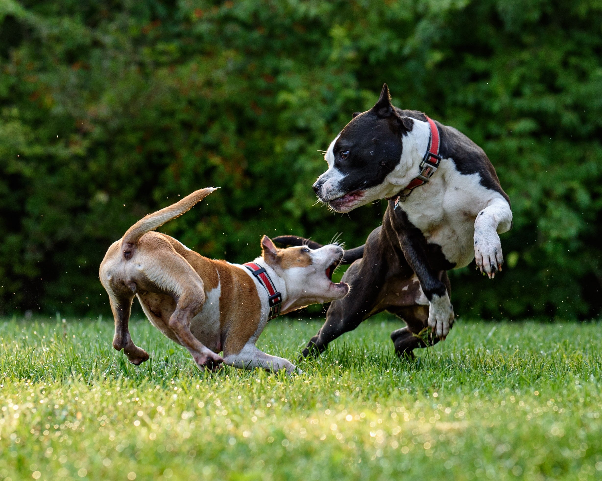 Raza american staffordshire terriers