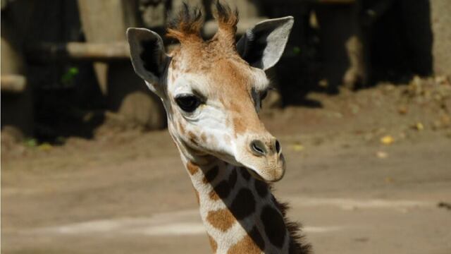 Nueva jirafa del zoológico de Chapultepec