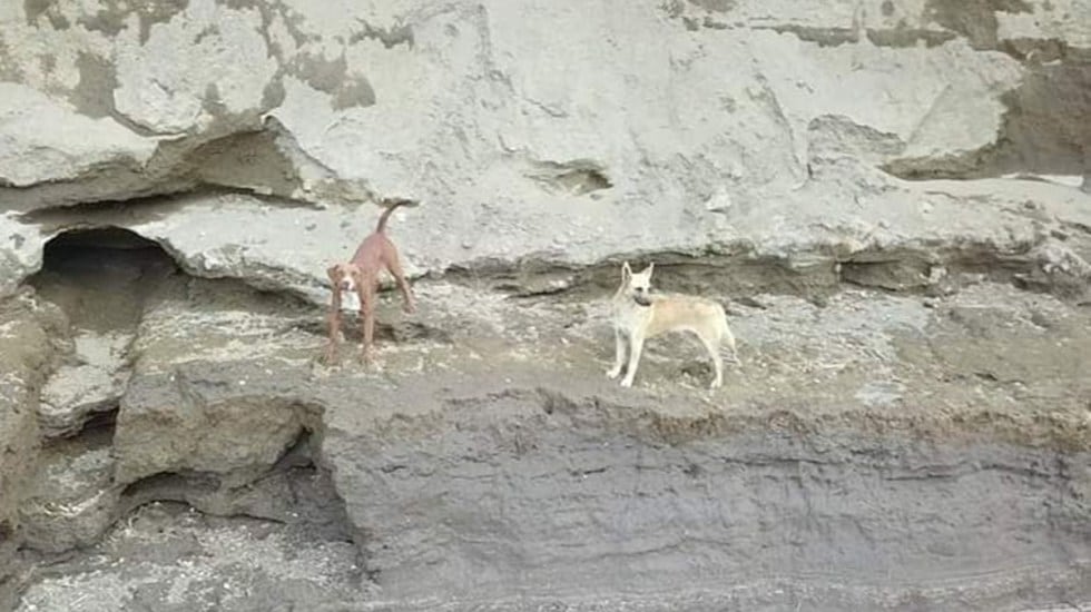 Perritos atrapados