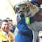 Frida, la perrita rescatista, está grave de salud: Semar