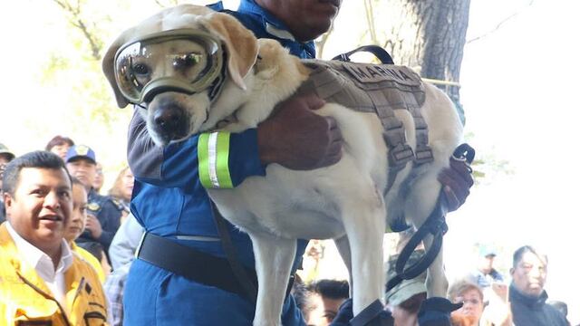 Frida, la perrita rescatista
