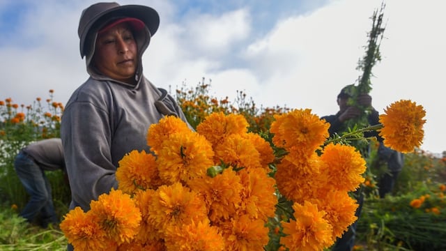 Flores de cempasúchil