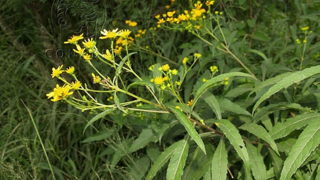 Planta verbesina persicifolia