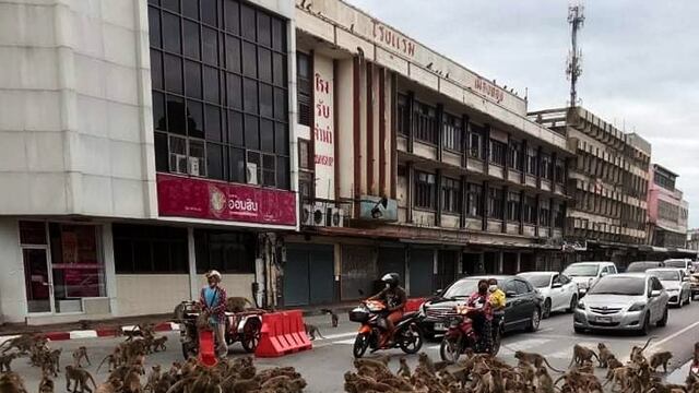 Es captada pelea de monos en las calles de Tailandia