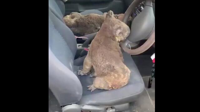 Los koalas están "funcionalmente extintos", de acuerdo con una ONG australiana.