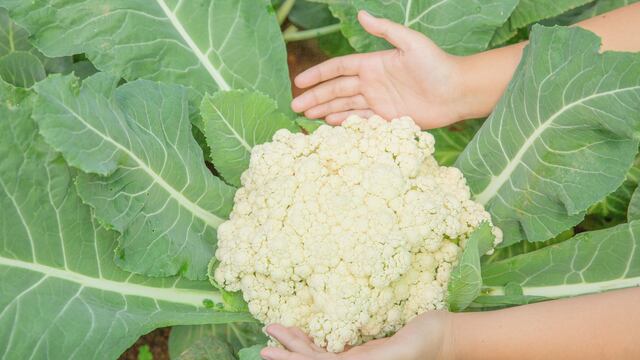 Guanajuato encabeza producción nacional de coliflor