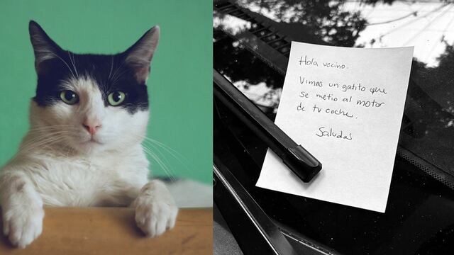 Advierten nueva forma de asalto en CDMX; usan un gato ensangrentado