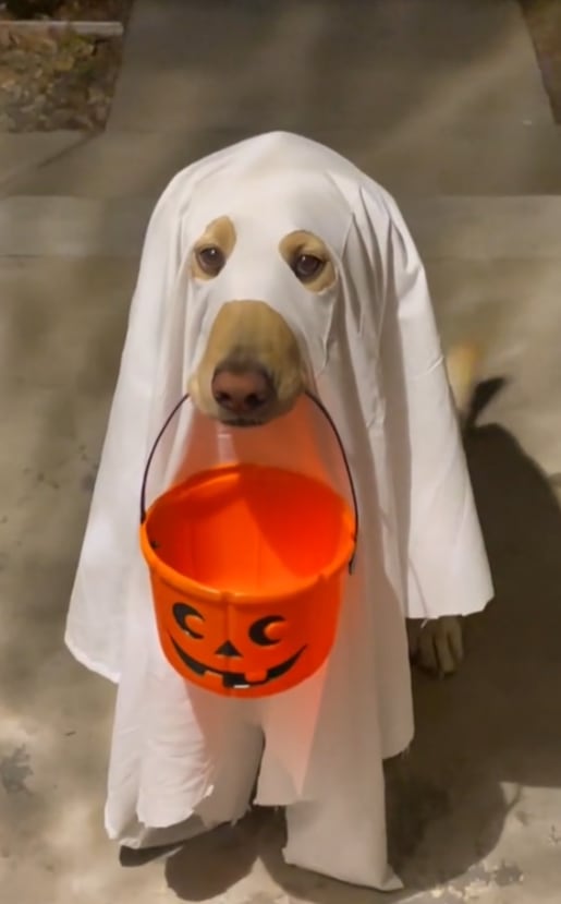 Disfraces de Halloween para perro