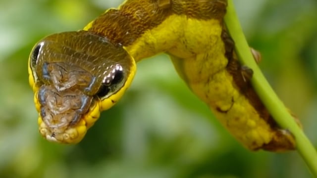 Oruga serpiente