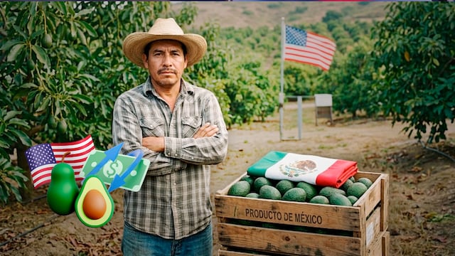 Productores de aguacate piden a Estados Unidos reactivar la exportación