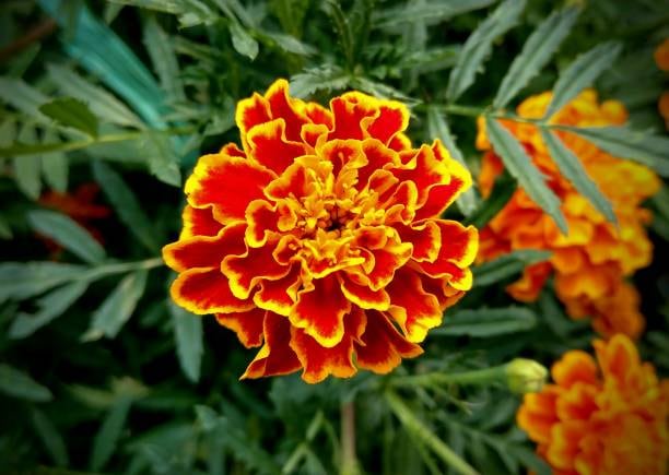 Flor de cempasúchil 'tagetes patula'