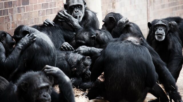Bacterial letal en chimpancés