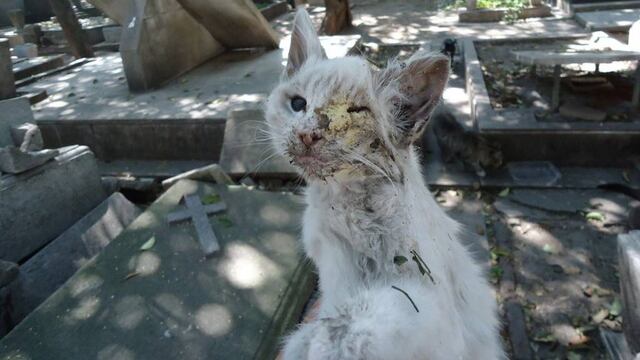 Gato que habita en Panteón Francés