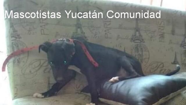 Policía asesina con disparo en la cabeza a pitbull cachorro en Yucatán