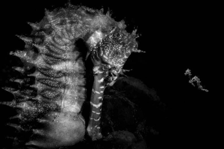 Una fotografía de un caballito de mar gana el Ocean Photographer of the Year 2026