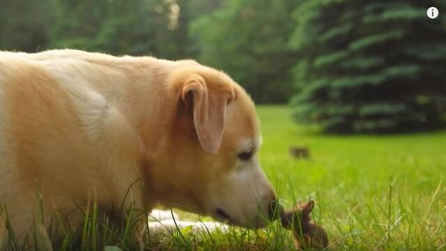 Amistad entre perro y conejo bebé.