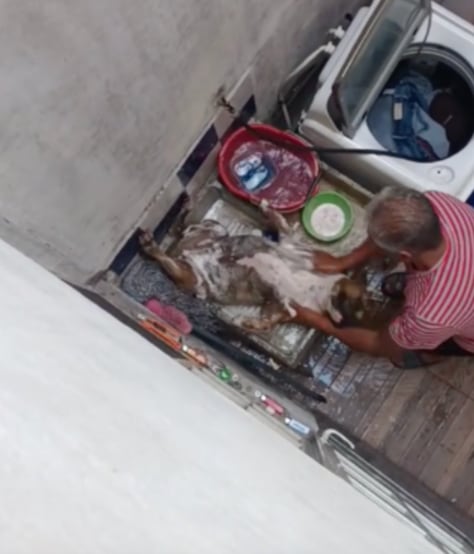 Perrito que no se quería bañar