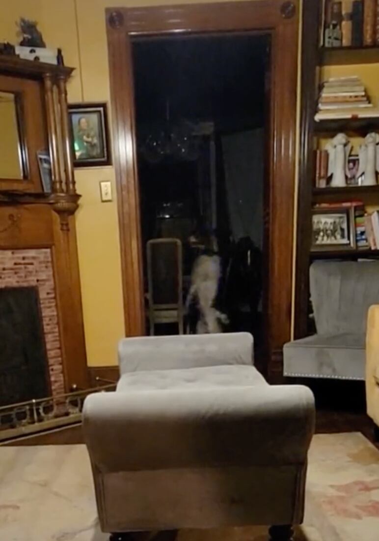 Perrito caminando en dos patas