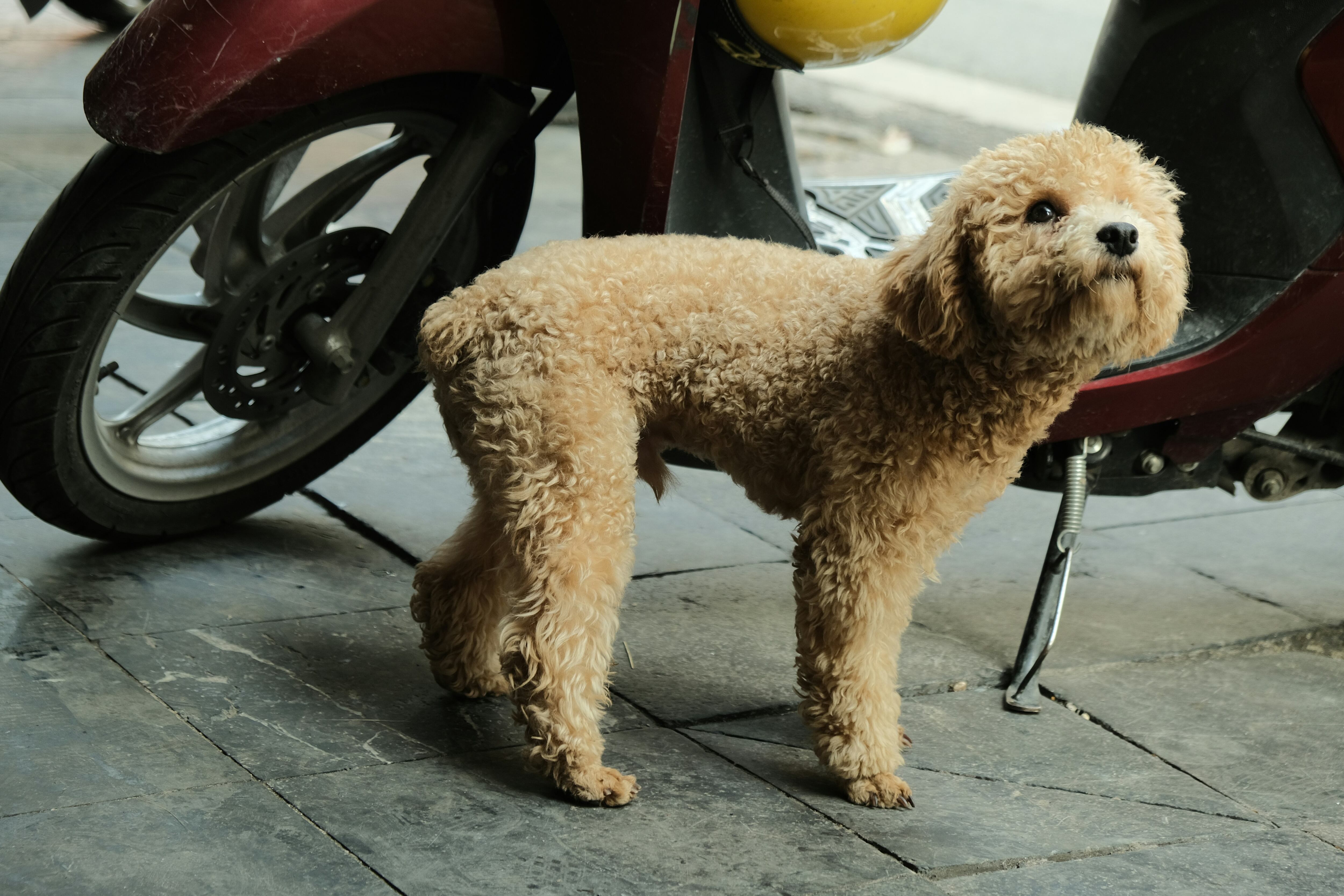 Poodle