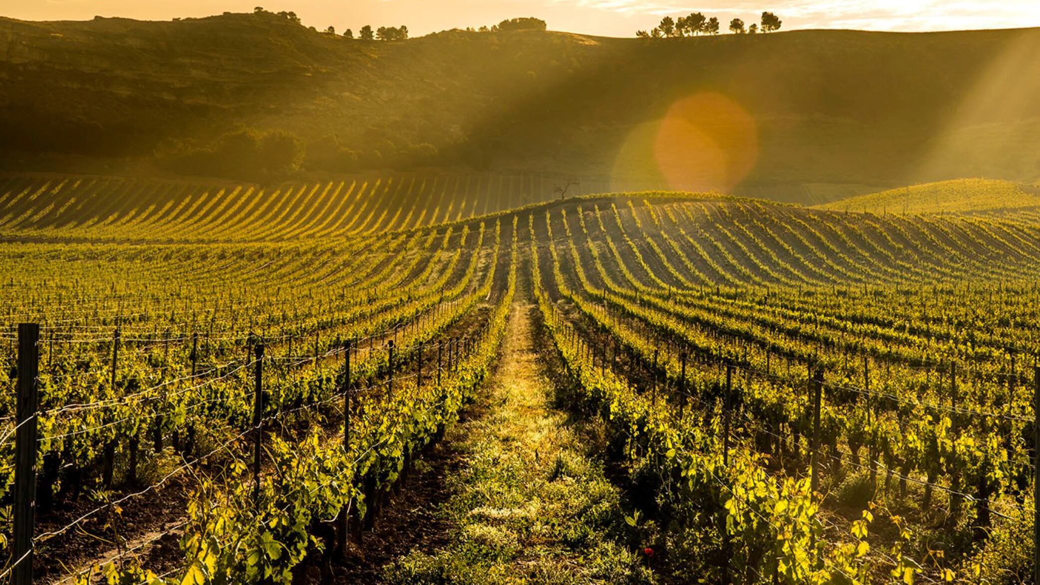 Entre viñedos, historia y estrellas: mi viaje a Pago de Carraovejas