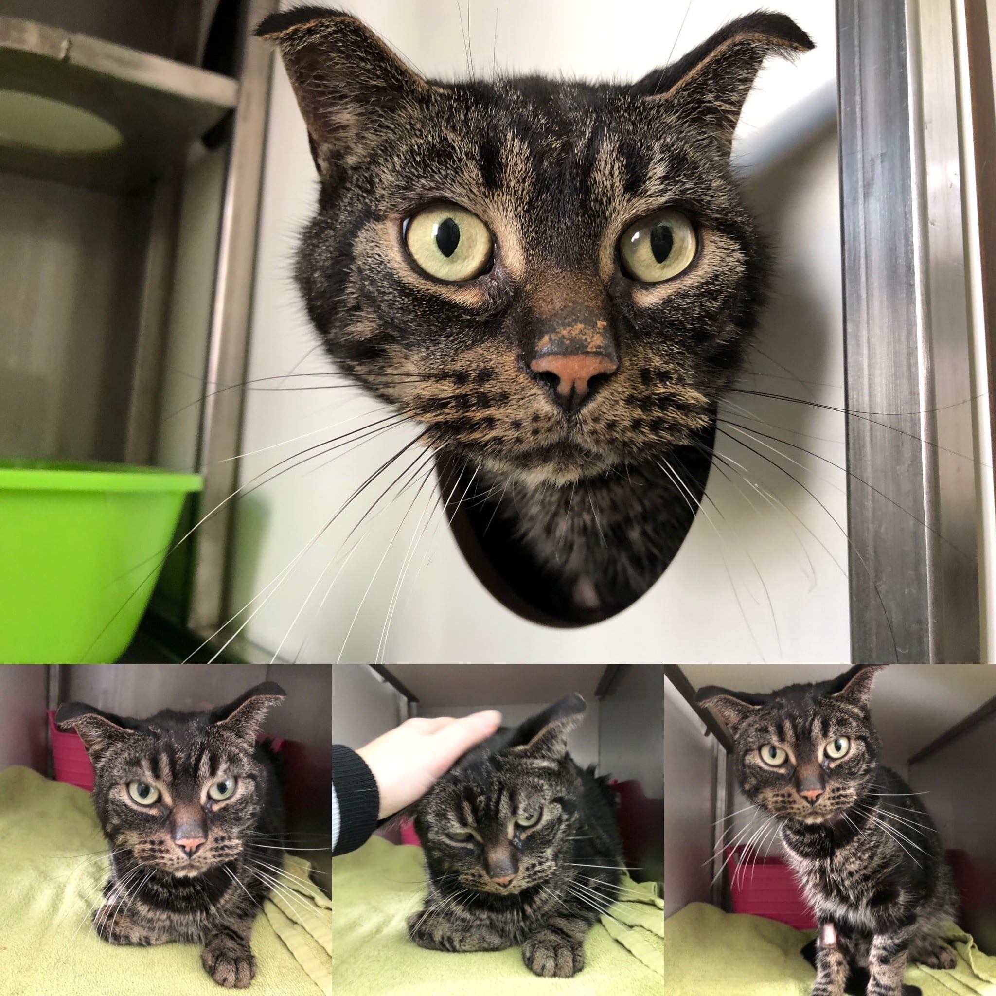 Gato abandonado por 52 días