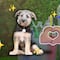 ¿Cuántos años vive un perro mestizo como Rocky de Paw Patrol?
