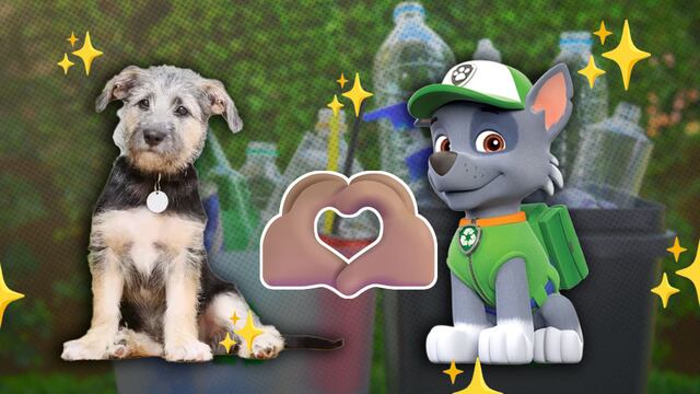 ¿Cuántos años vive un perro mestizo como Rocky de Paw Patrol?