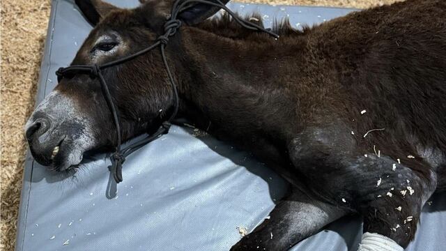 Olivia, la burrita que perdió una pata tras ser quemada viva en Querétaro
