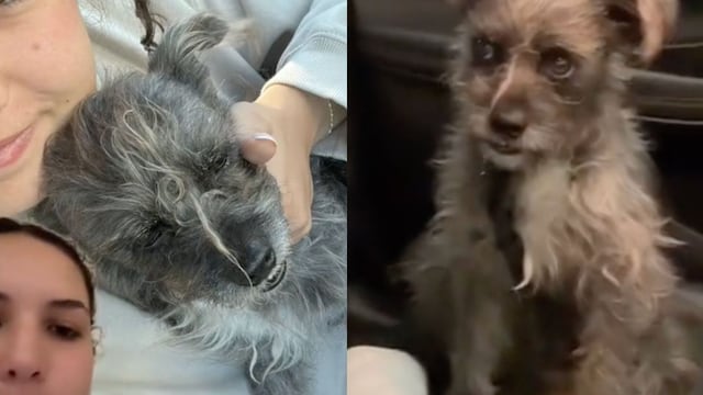 Recoge a un perro callejero feo y le inventa que es un nahual