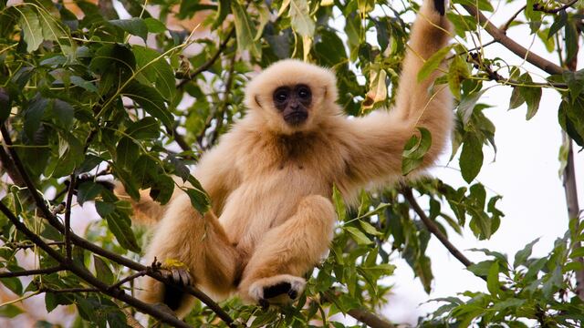 Una mona queda embarazada viviendo en solitario, apartada de sus compañeros. Un hoyo en la pared le pone fin al misterio.