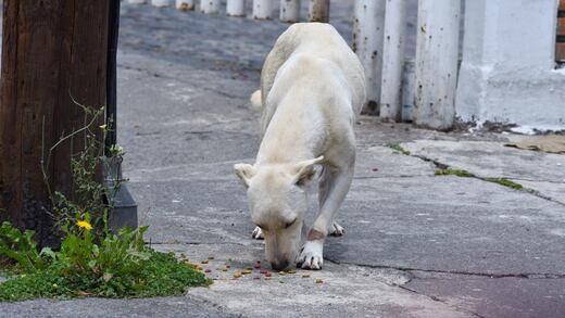 Tamaulipas: Golpean a rescatista que intentó ayudar a un perrito
