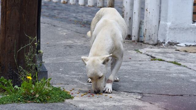 Perros vs. Coronavirus