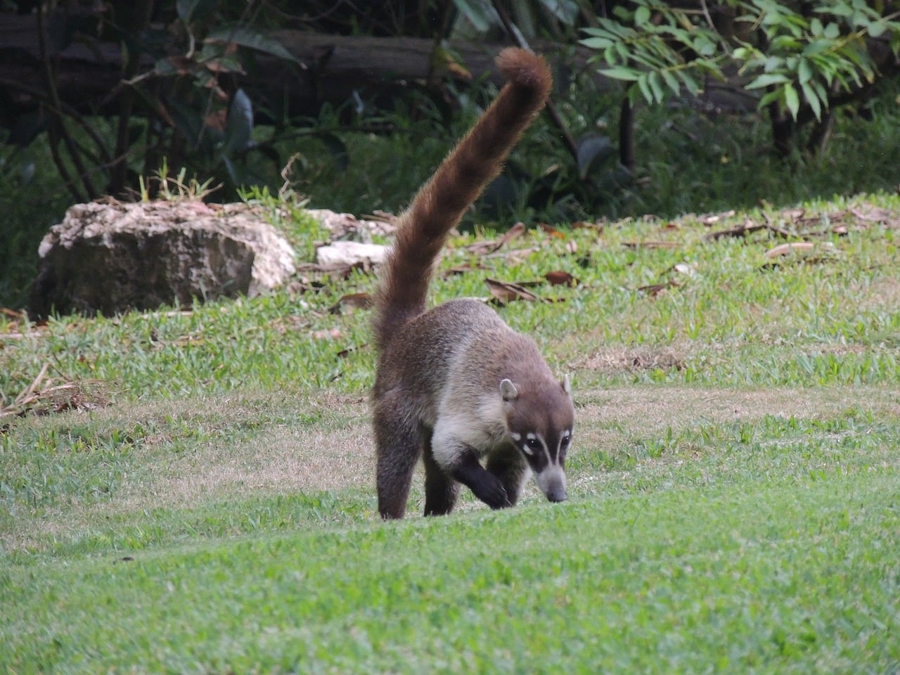 Coatí, animal avistado en México