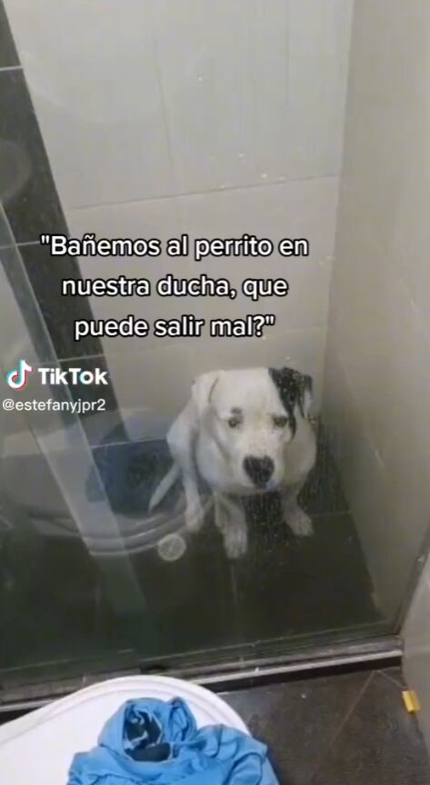 Perrito a punto de ser bañado