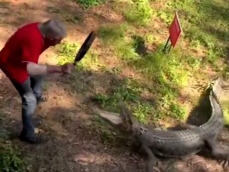Video viral de cocodrilo