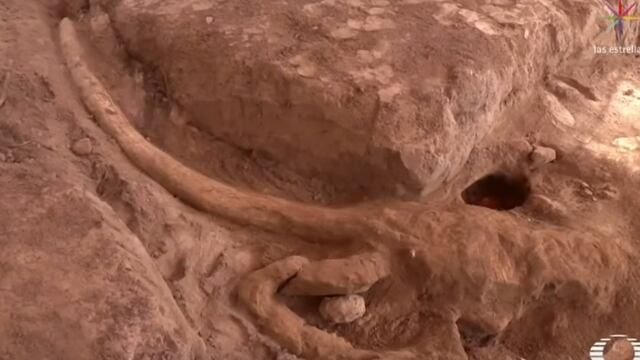 Encuentran mamut en Puebla.