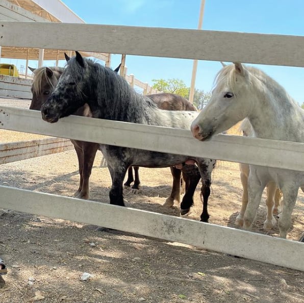 Rancho ‘Los Tres Potrillos’