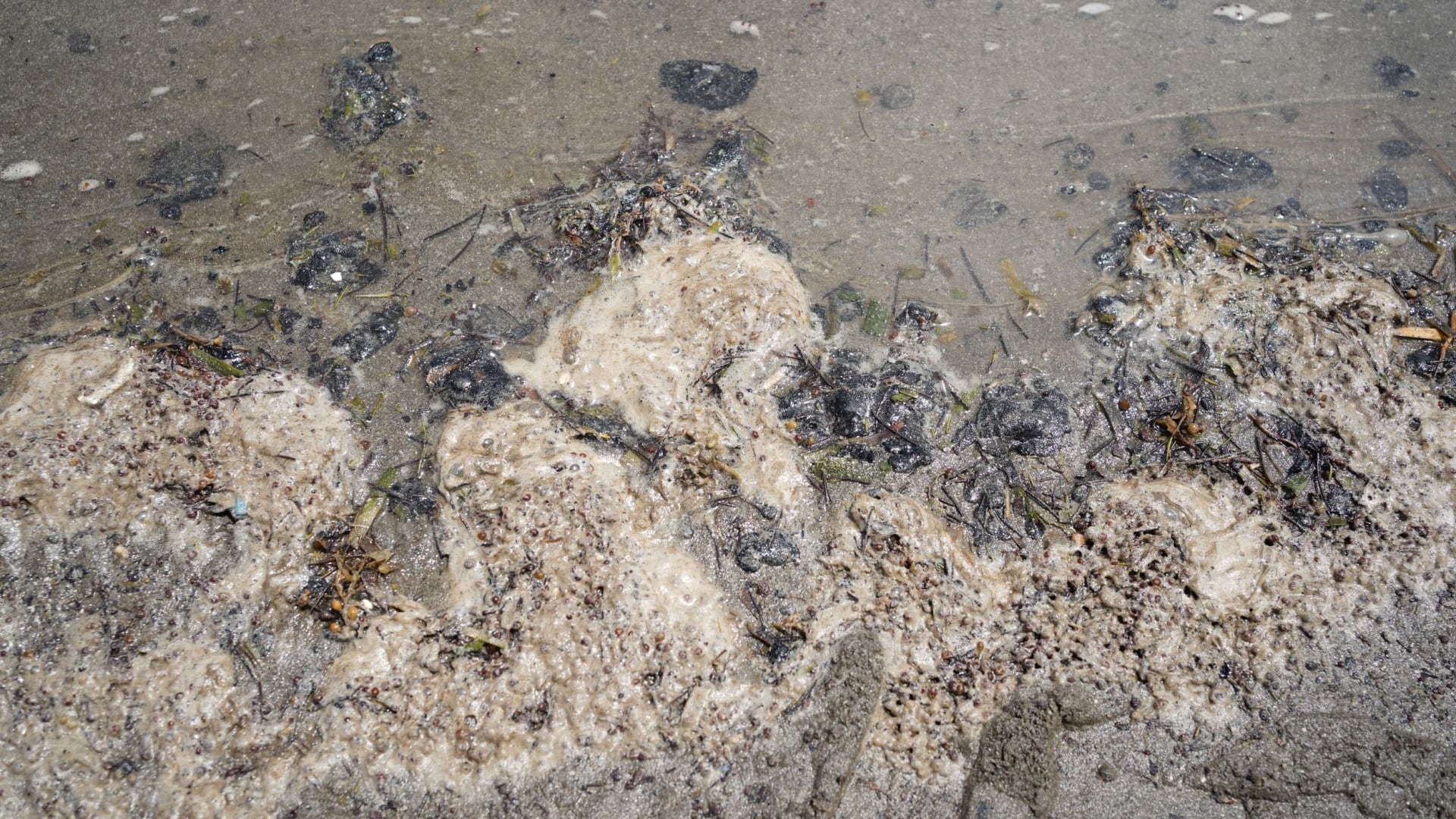 Red Corredor Arrecifal convoca protestas por derrame de hidrocarburos