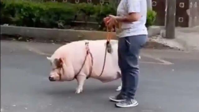 Cerdo