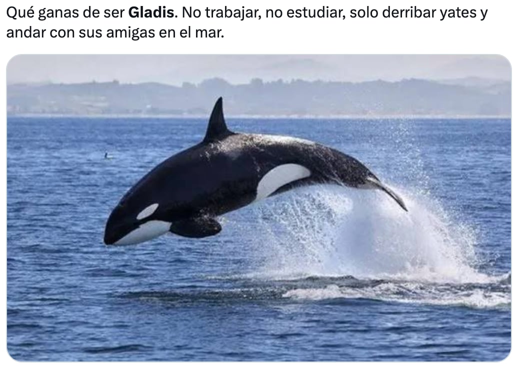 Memes de Gladis, la orca asesina