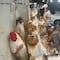 VIDEO: asaltan taquería en Naucalpan y golpean a los taqueros