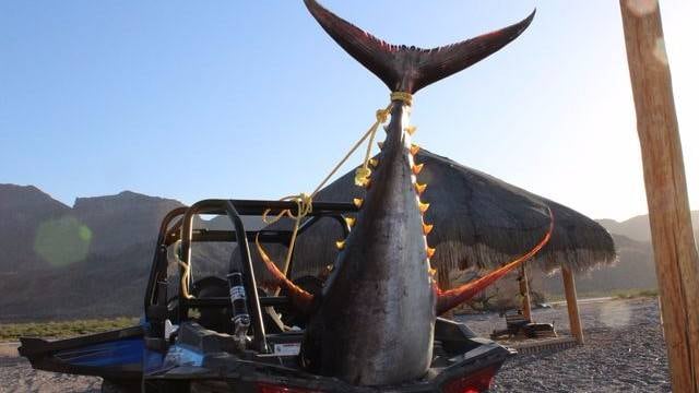 Atún gigante en BCS