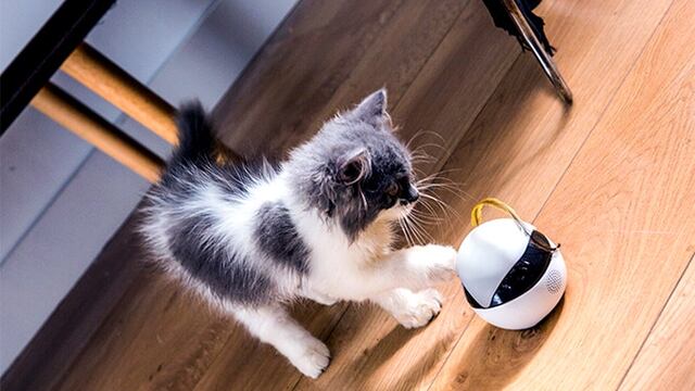 Ebo juega con tu gato mientras no estás