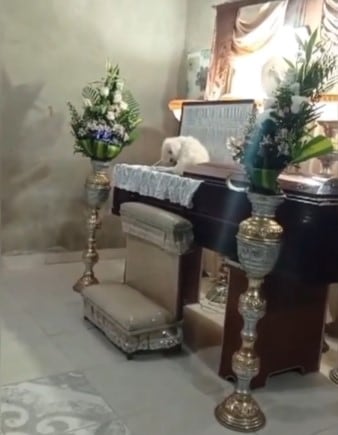 Perrito brincó hasta el ataúd de su dueño en pleno funeral y tiene a TikTok llorando